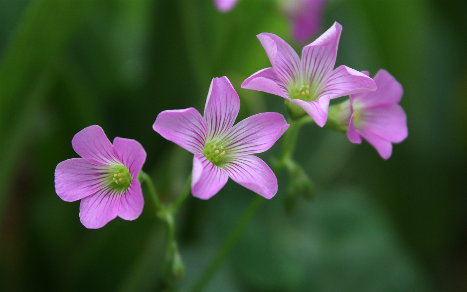 佳能 EOS 450D 样张壁纸 (评测样张)1 - 1920x1200