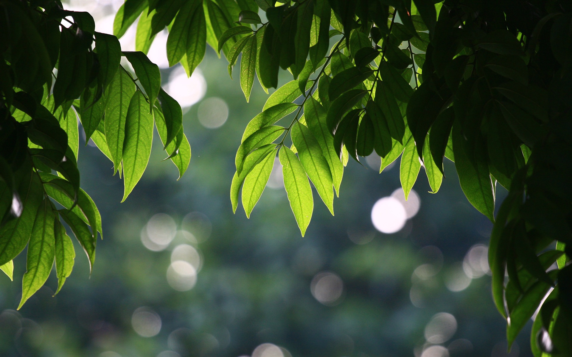 機材Canon EOSデニール証明壁紙 #31 - 1920x1200