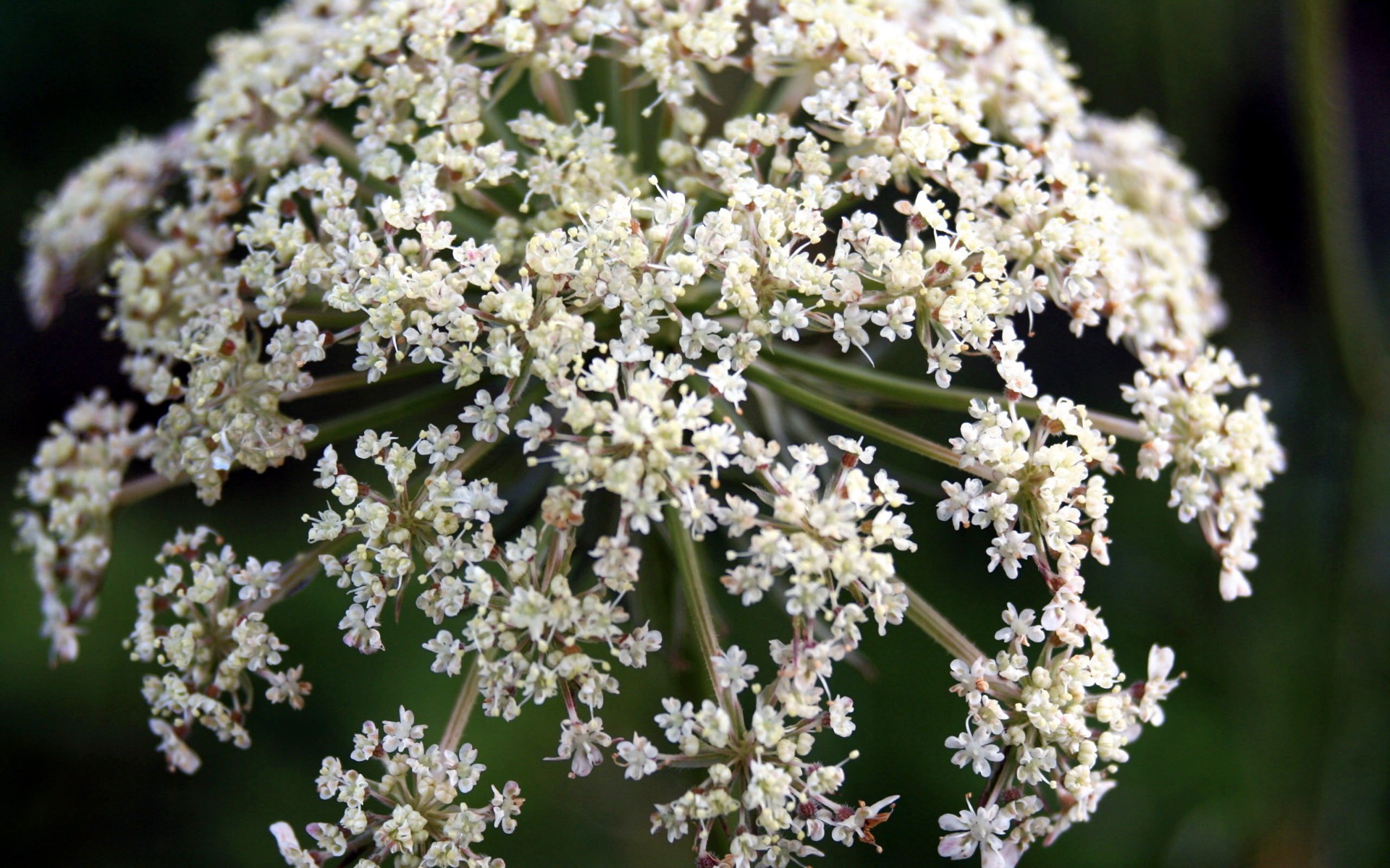 高清寬屏植物壁紙 #5 - 1920x1200