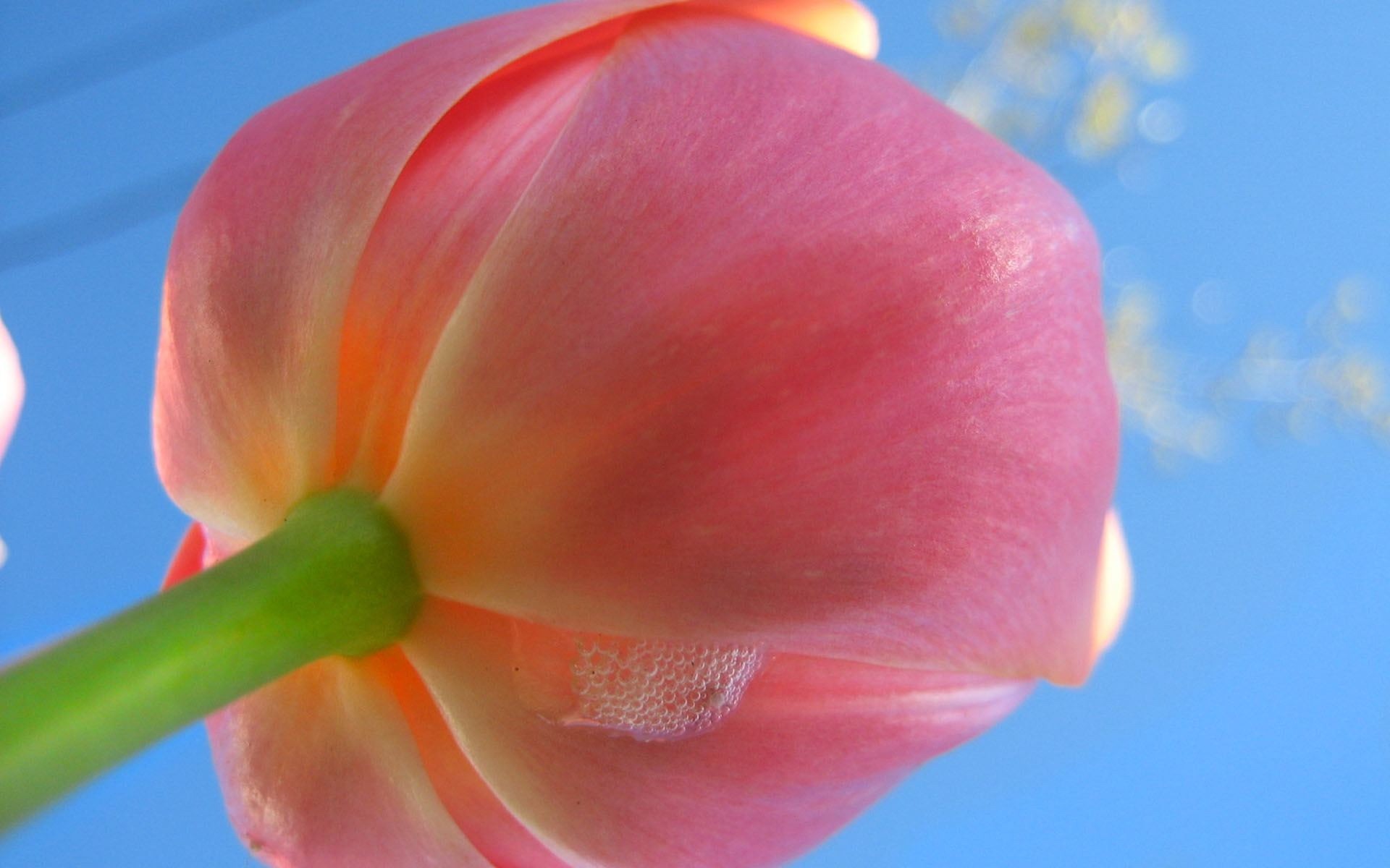 高清寬屏植物壁紙 #6 - 1920x1200