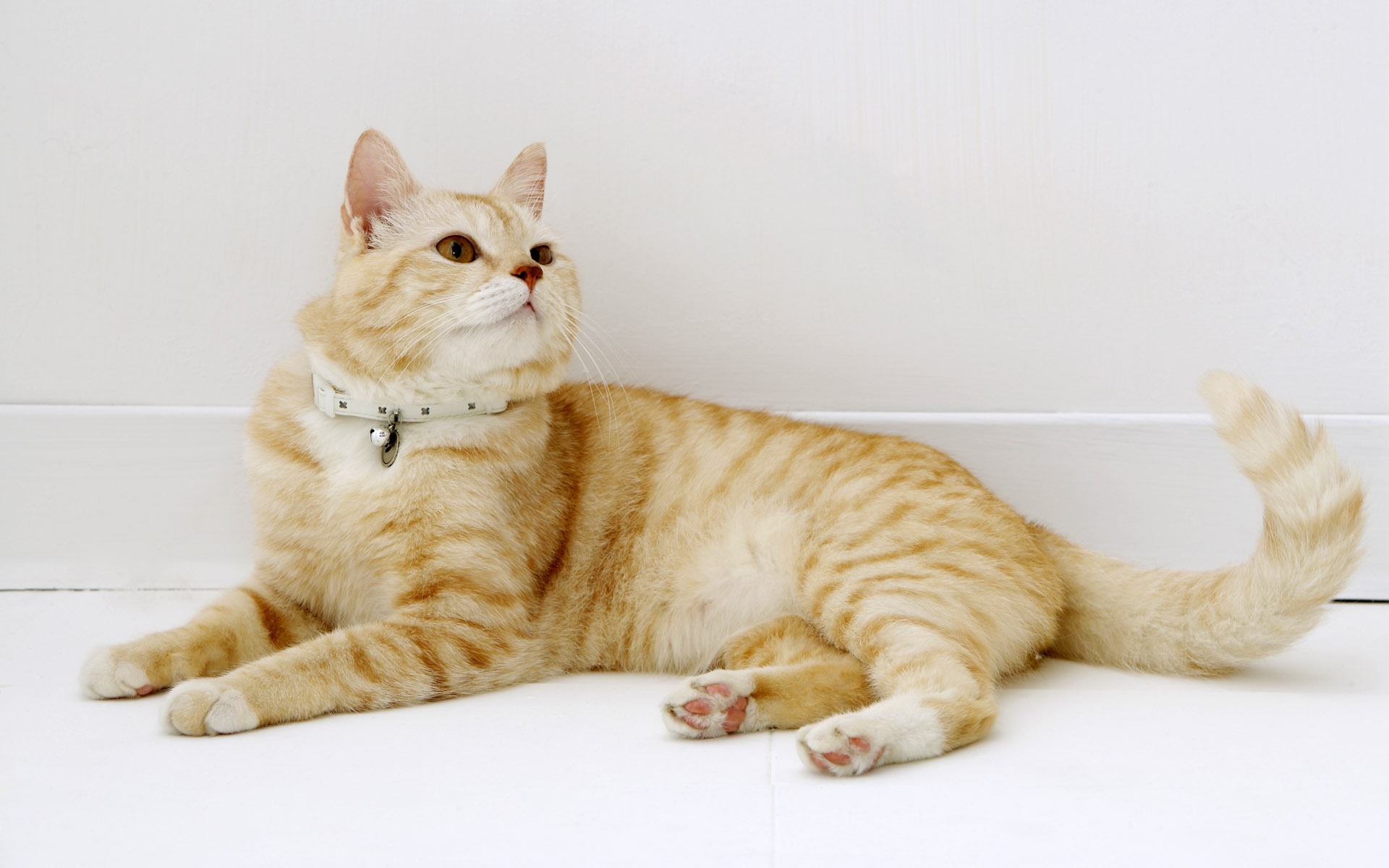 HD papel tapiz lindo gatito #24 - 1920x1200