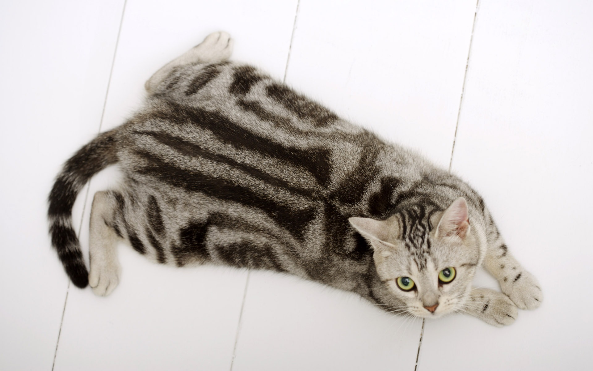  HDのかわいい子猫の壁紙 #30 - 1920x1200