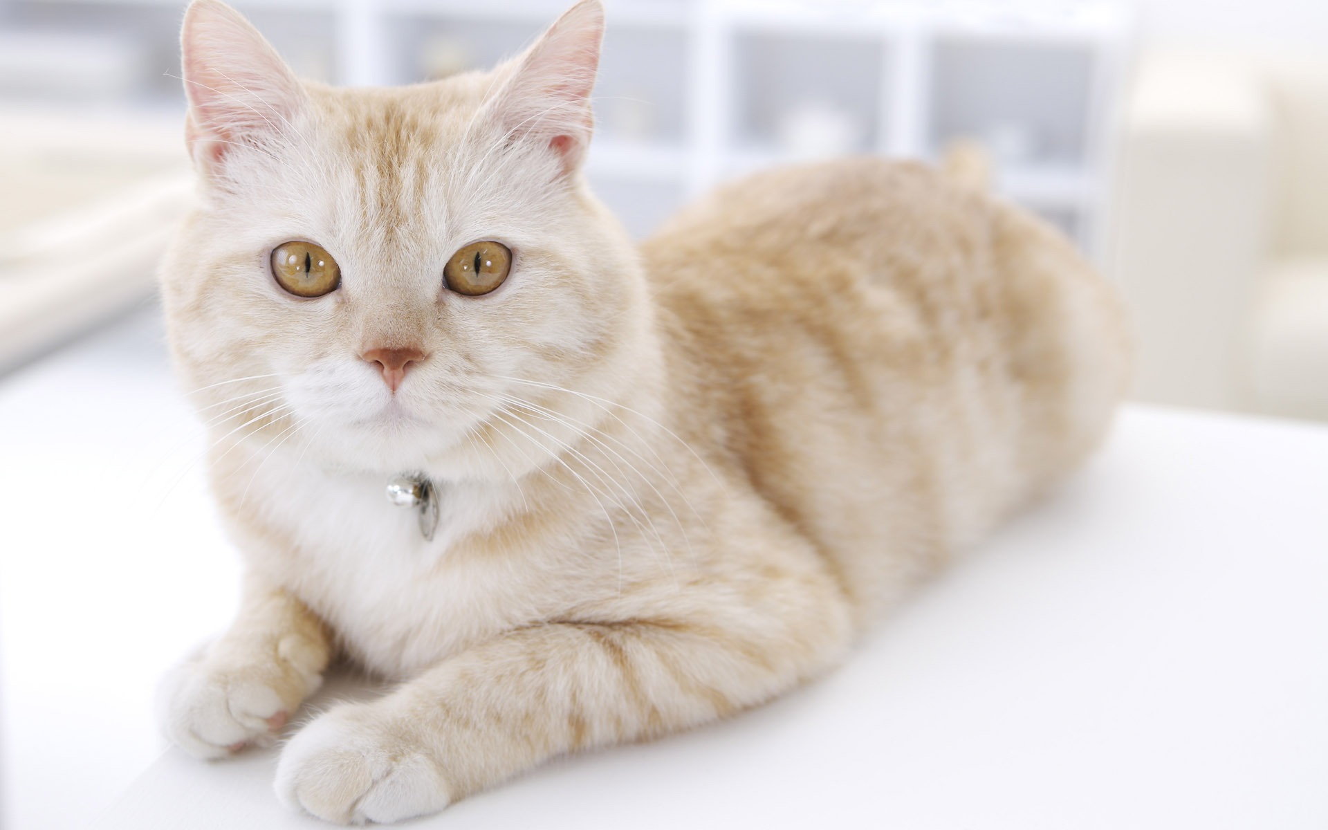 HD papel tapiz lindo gatito #39 - 1920x1200