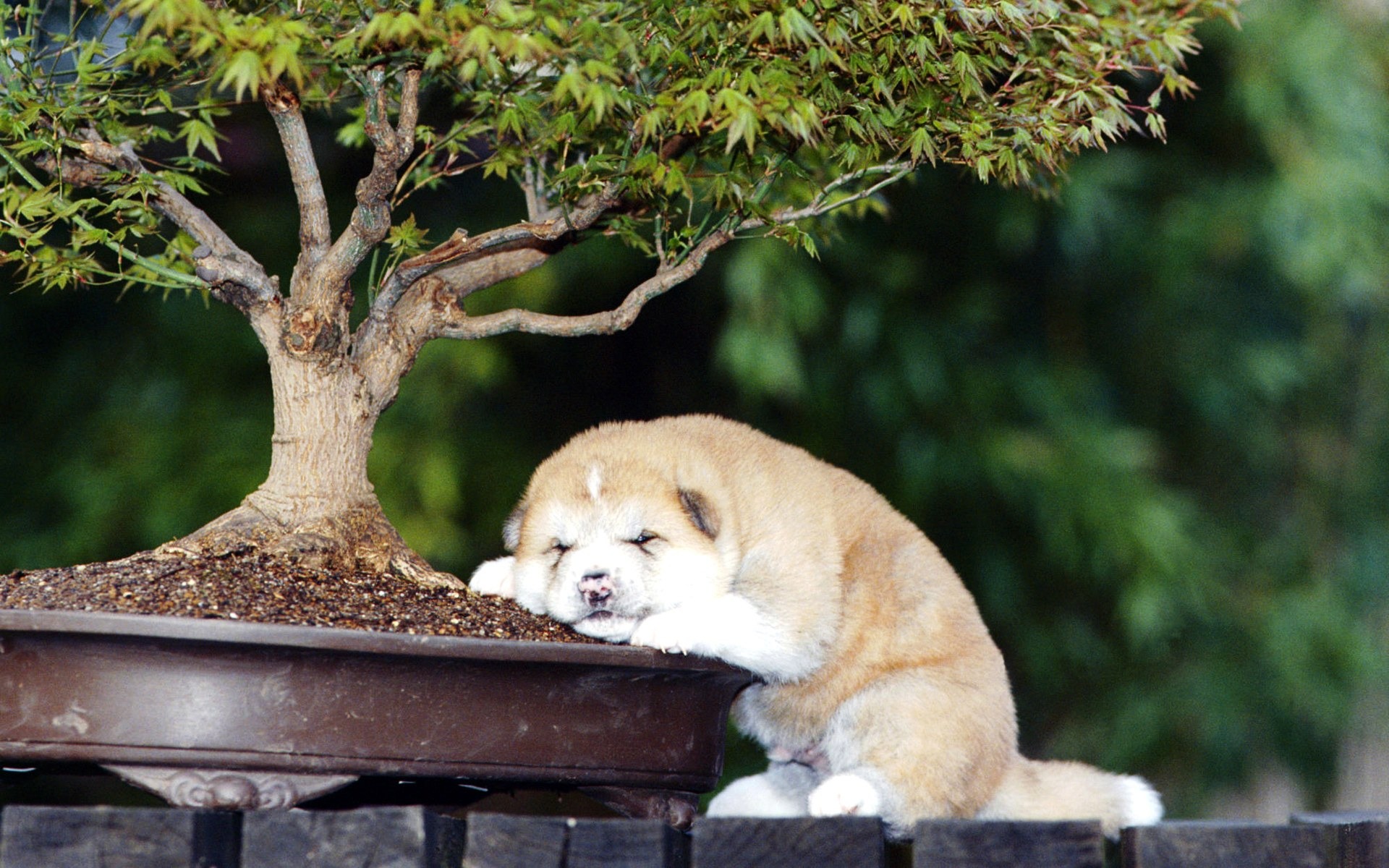 動物の瞬間の壁紙 #12 - 1920x1200