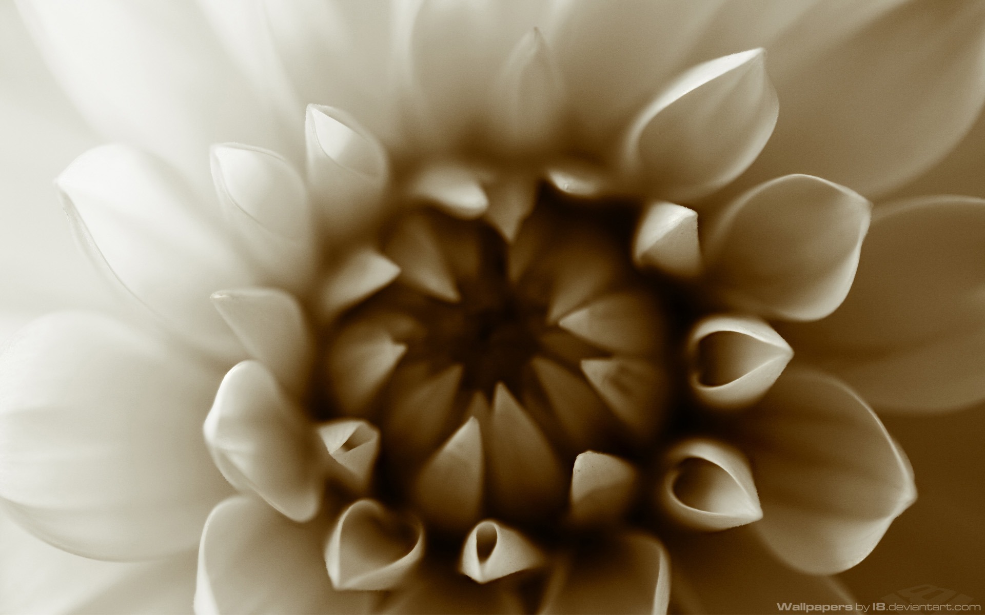 花卉植物生態壁紙 #15 - 1920x1200