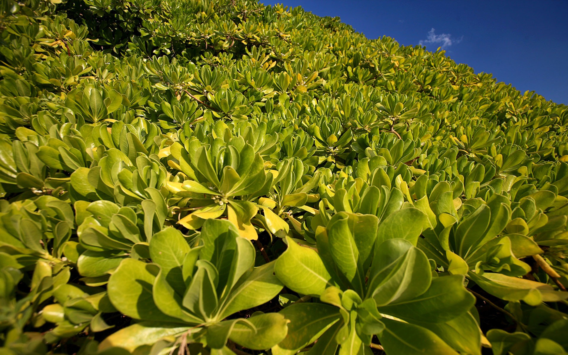  Windows7の公式風景の壁紙 #10 - 1920x1200
