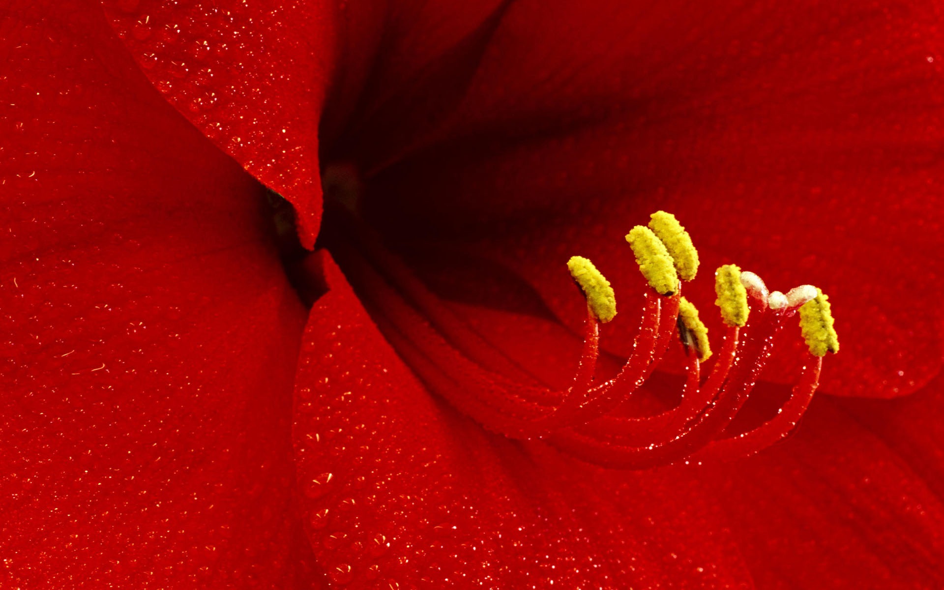 fleurs fond d'écran Widescreen close-up #29 - 1920x1200