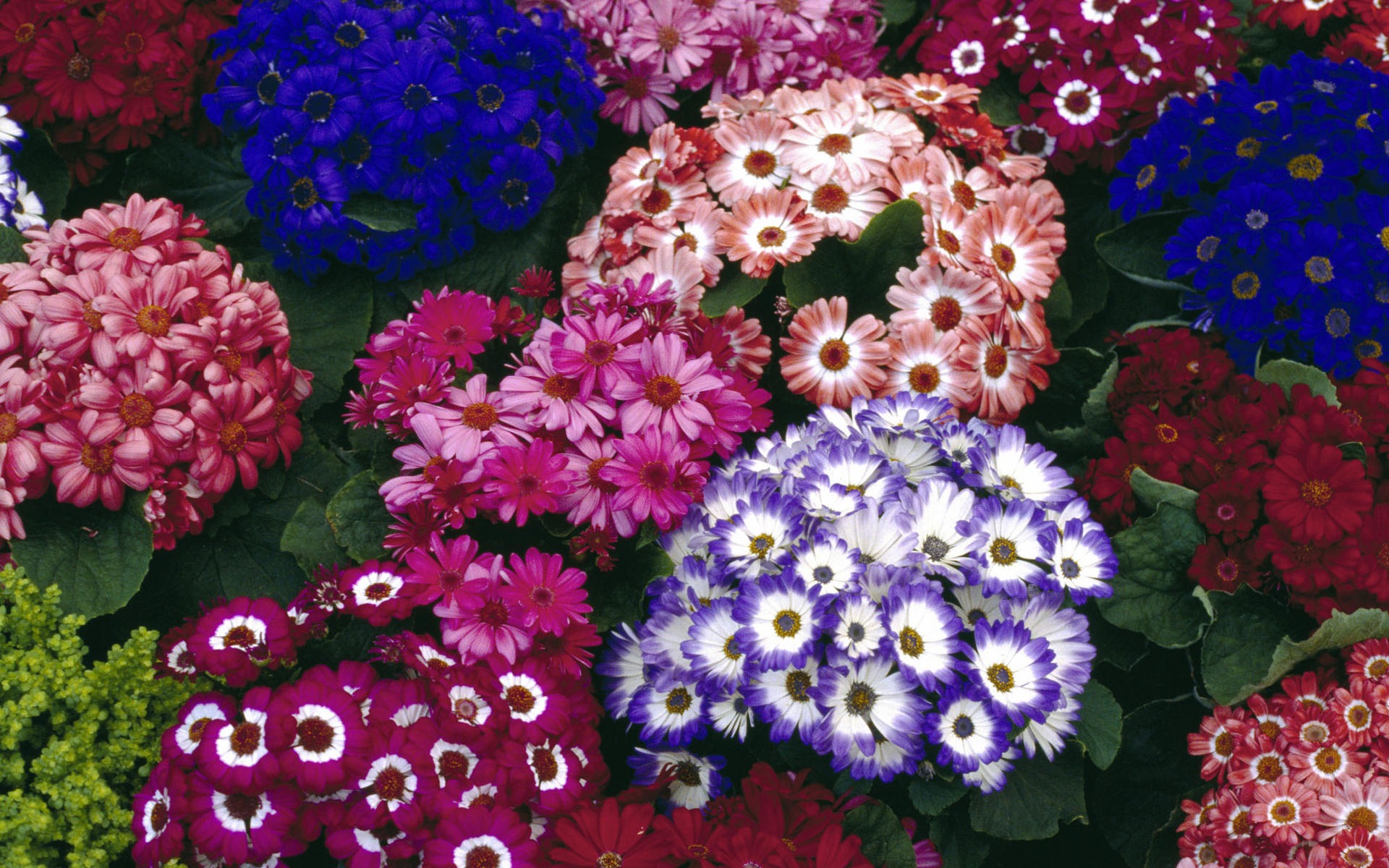 fleurs fond d'écran Widescreen close-up #40 - 1920x1200