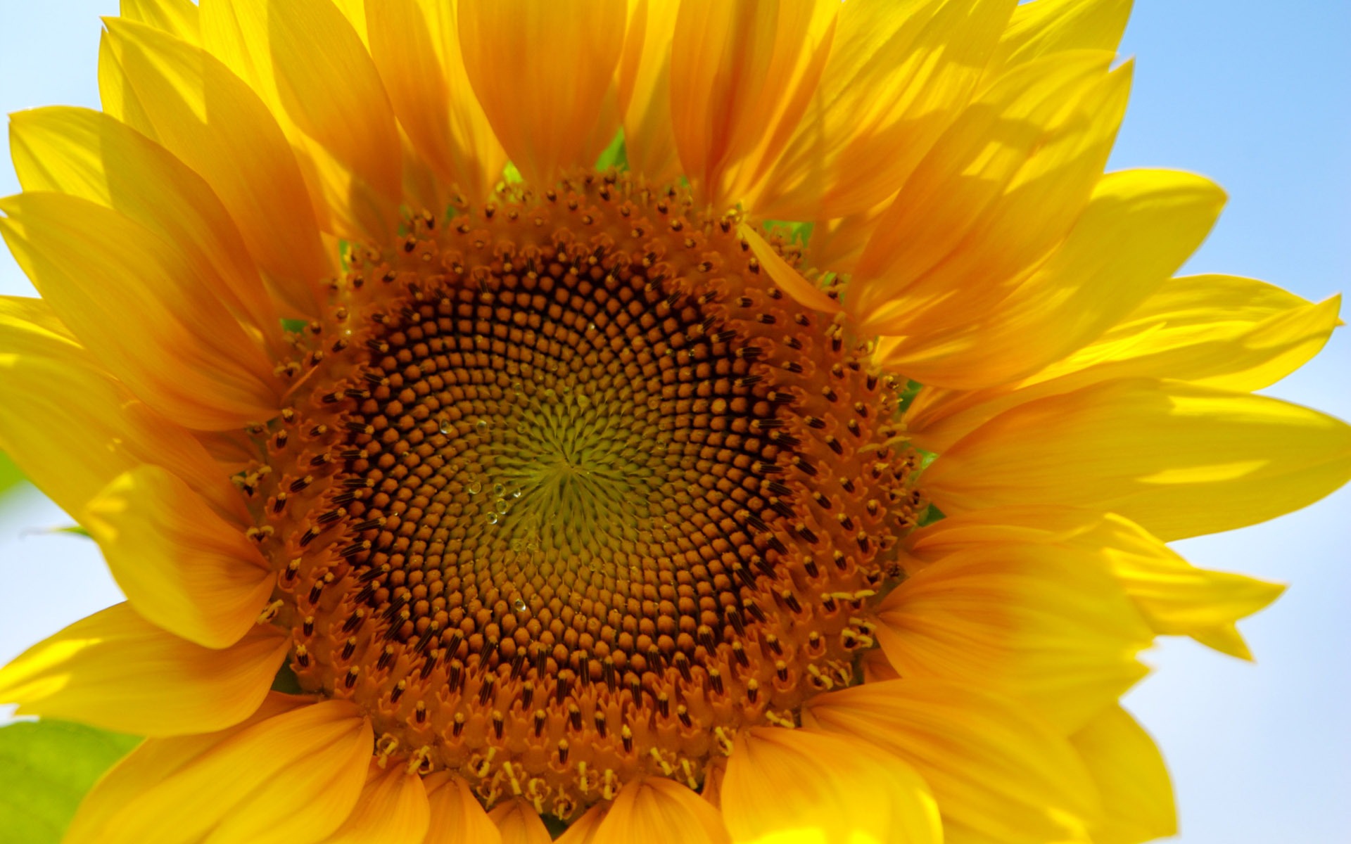 Sunny sunflower photo HD Wallpapers #4 - 1920x1200