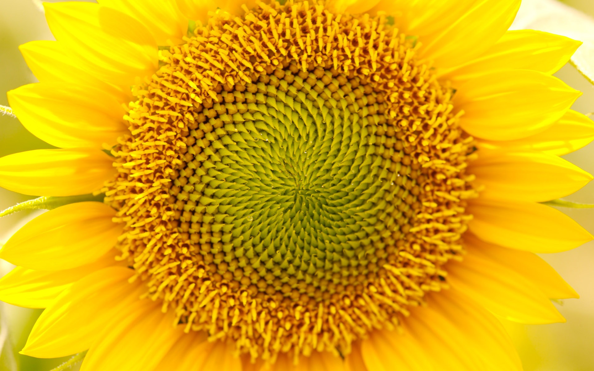 陽光 葵花寫真高清壁紙 #11 - 1920x1200