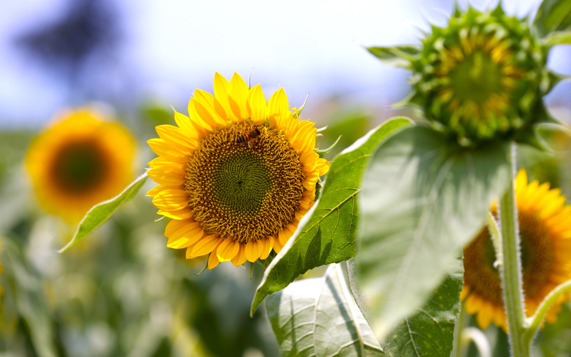 Sunny sunflower photo HD Wallpapers #21 - 1920x1200