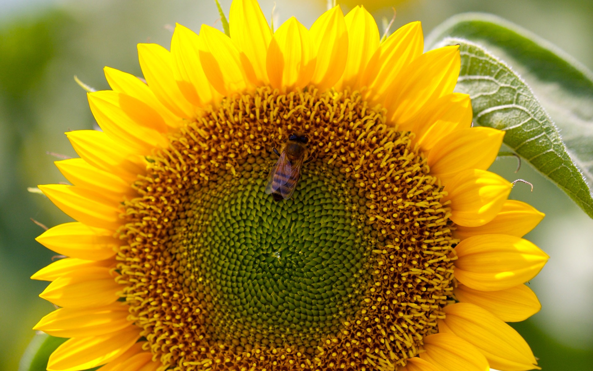 陽光 葵花寫真高清壁紙 #35 - 1920x1200