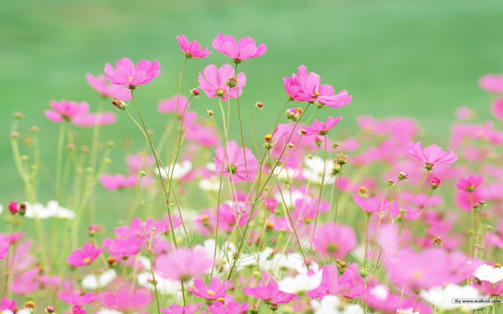 清新風格花卉攝影壁紙 #2 - 1920x1200