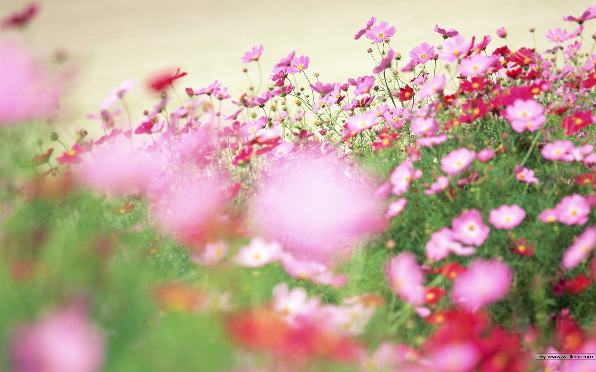 清新風格花卉攝影壁紙 #4 - 1920x1200