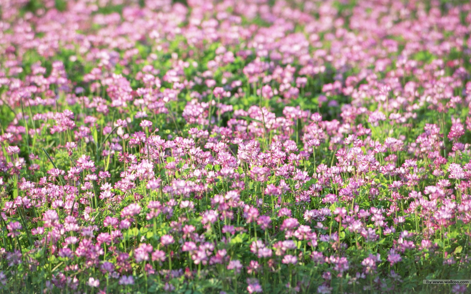 清新風格花卉攝影壁紙 #5 - 1920x1200