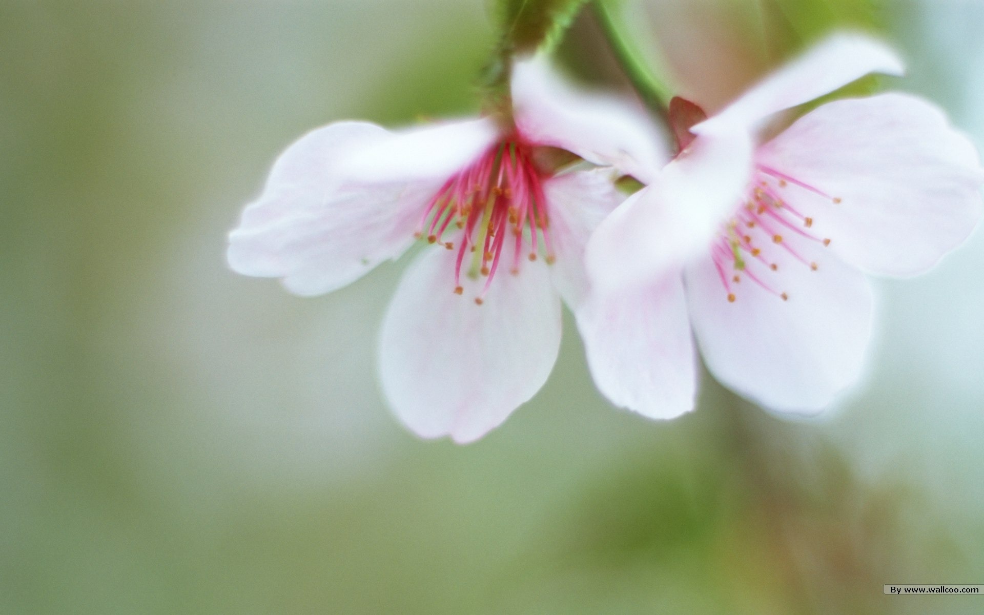 フレッシュスタイルの花の壁紙 #19 - 1920x1200