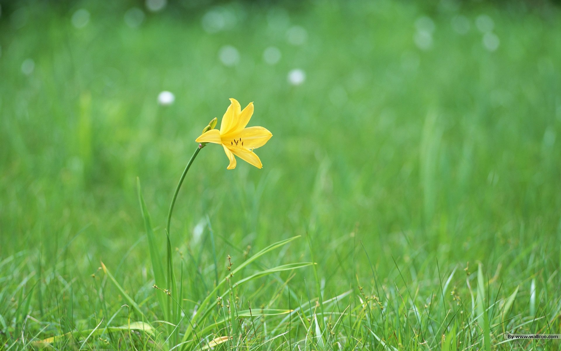 フレッシュスタイルの花の壁紙 #25 - 1920x1200