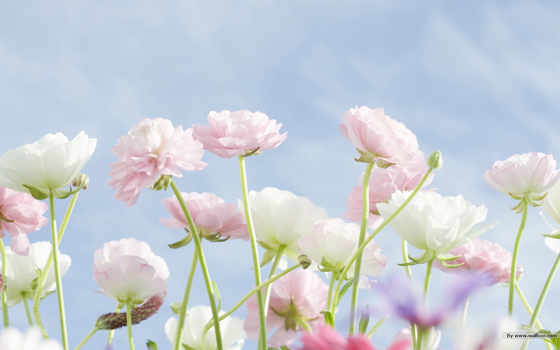フレッシュスタイルの花の壁紙 #31 - 1920x1200
