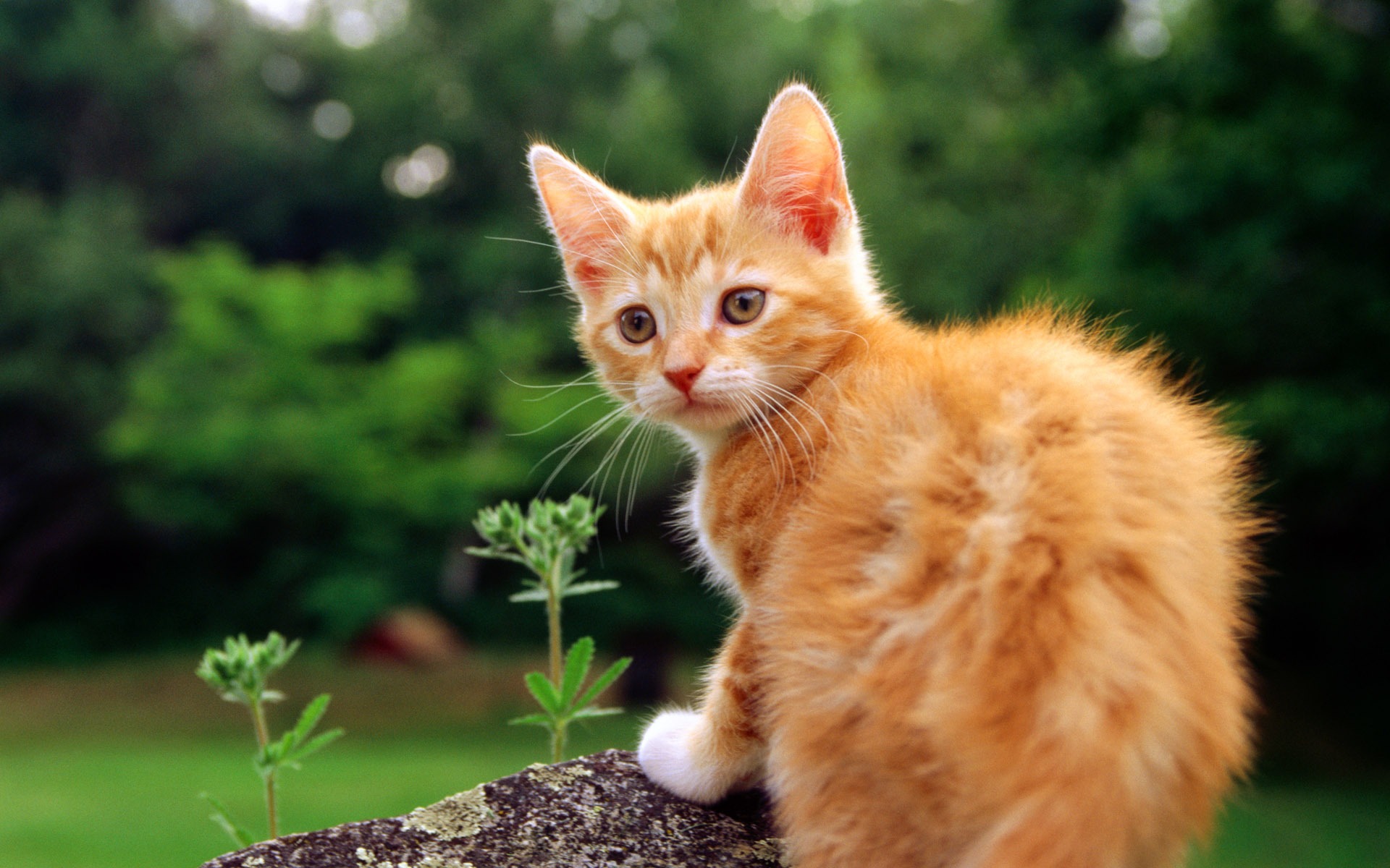 HD fotografía de fondo lindo gatito #23 - 1920x1200