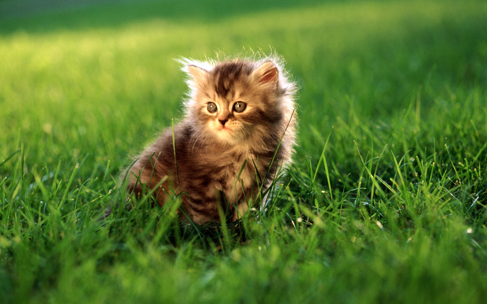 HD fotografía de fondo lindo gatito #27 - 1920x1200