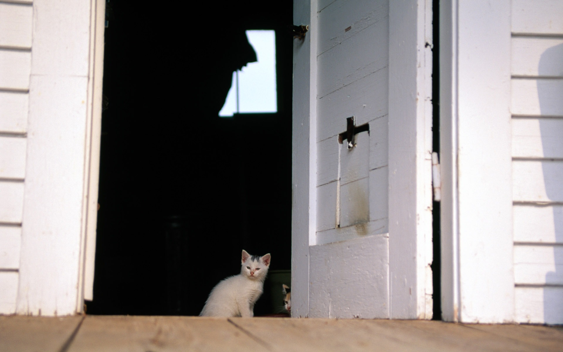 의 HD 벽지 귀여운 고양이 사진 #36 - 1920x1200