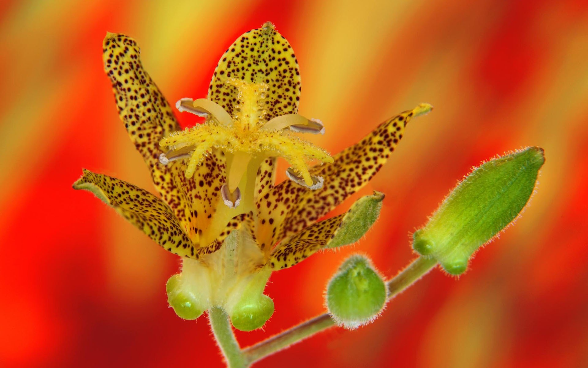 盛開鮮花 高清壁紙 #7 - 1920x1200