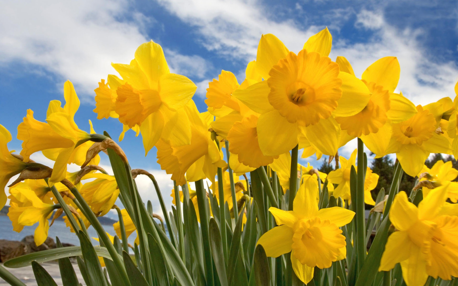 満開のHDの壁紙の花 #32 - 1920x1200