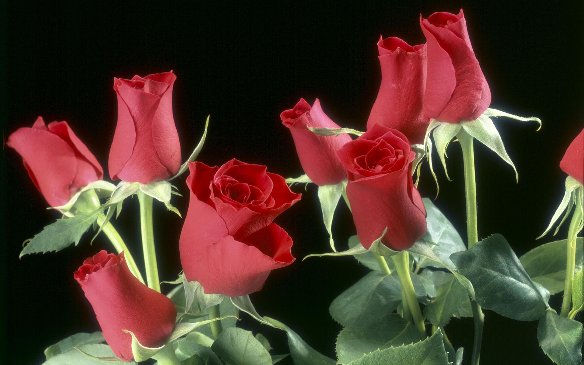 盛開鮮花 高清壁紙 #38 - 1920x1200