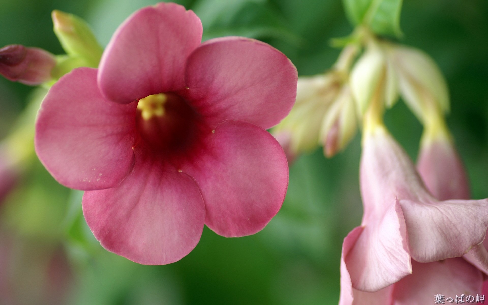 個人花卉攝影高清壁紙 #4 - 1920x1200