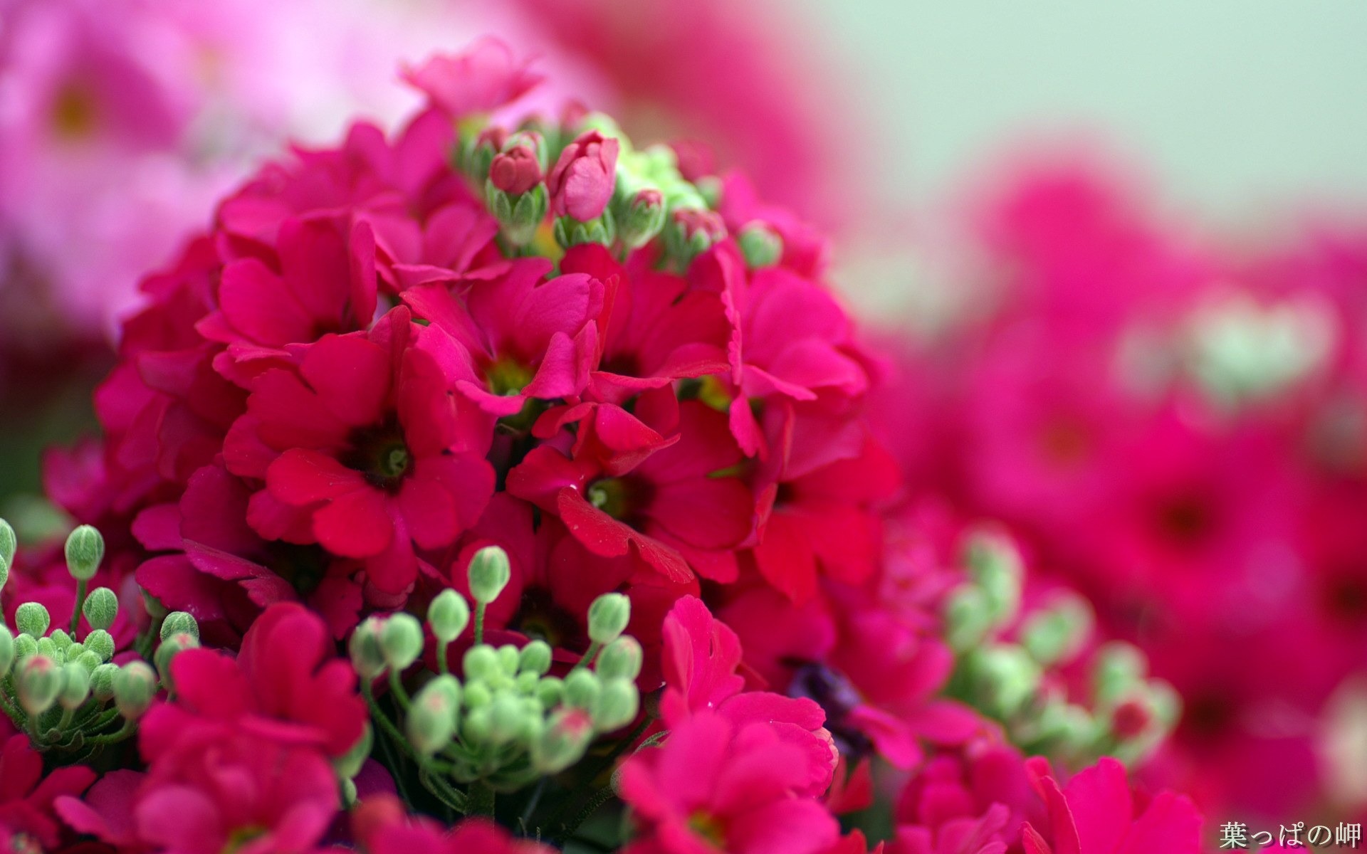 Personal Flowers HD Wallpapers #27 - 1920x1200