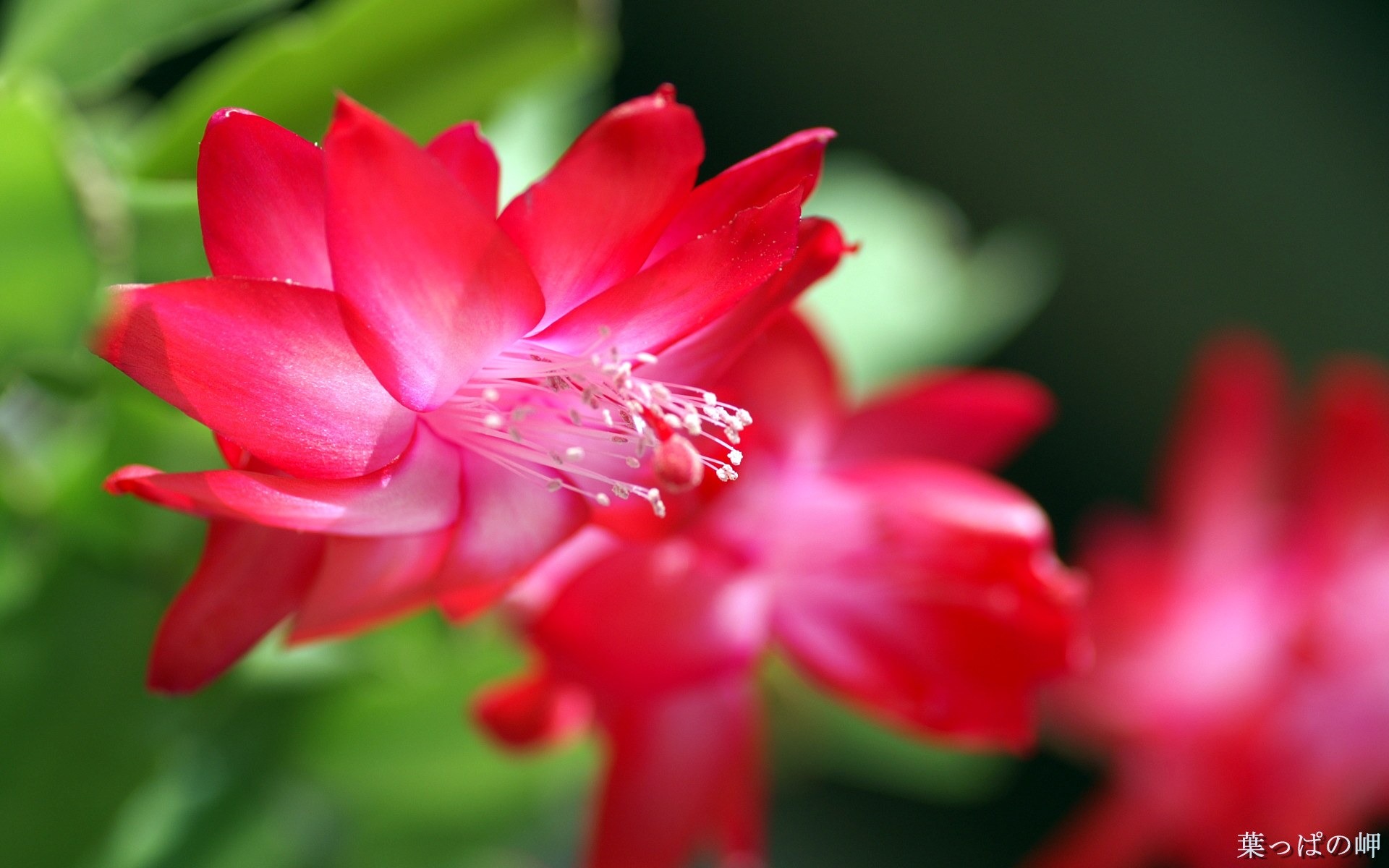 個人花卉攝影高清壁紙 #30 - 1920x1200