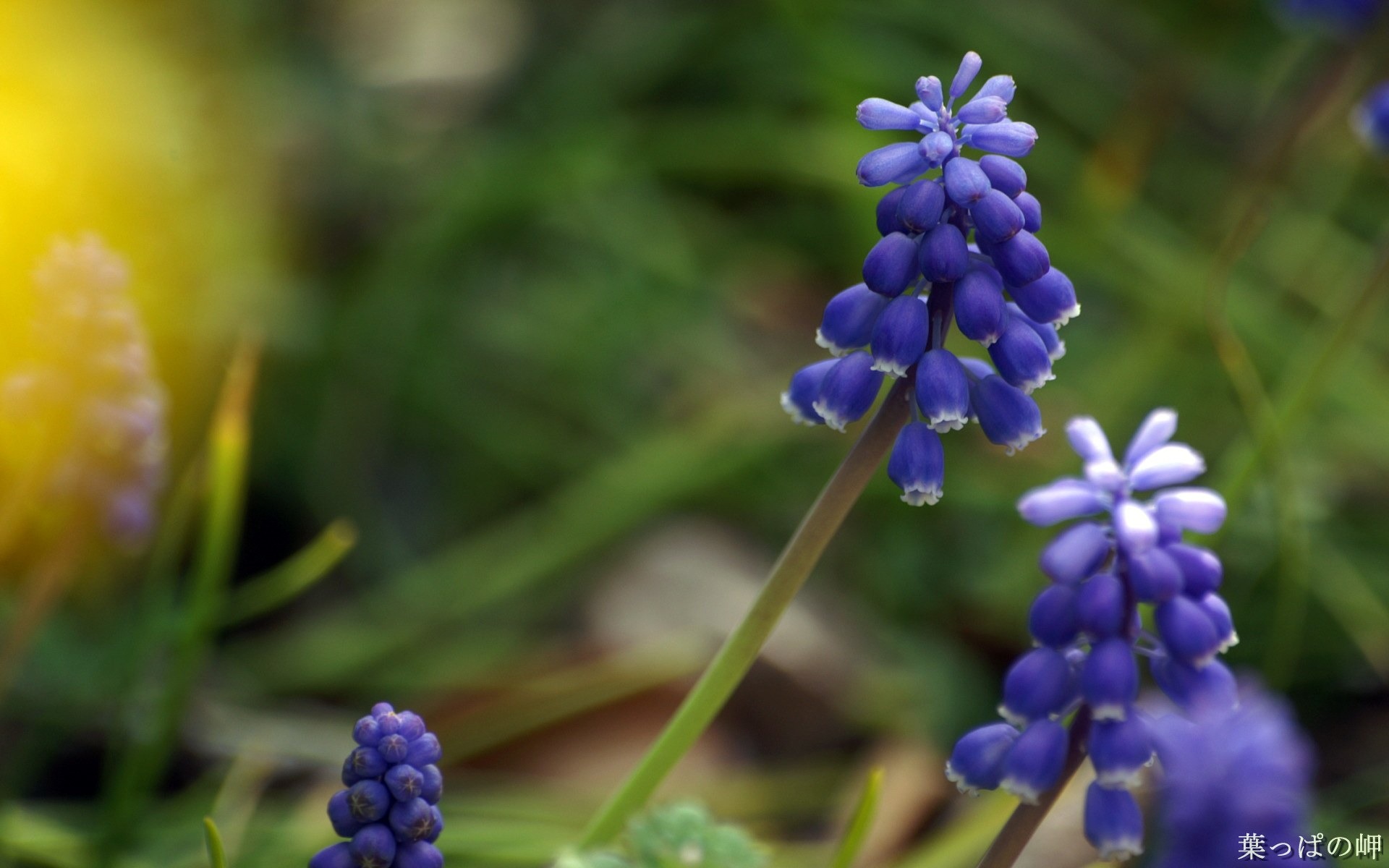 個人花卉攝影高清壁紙 #39 - 1920x1200