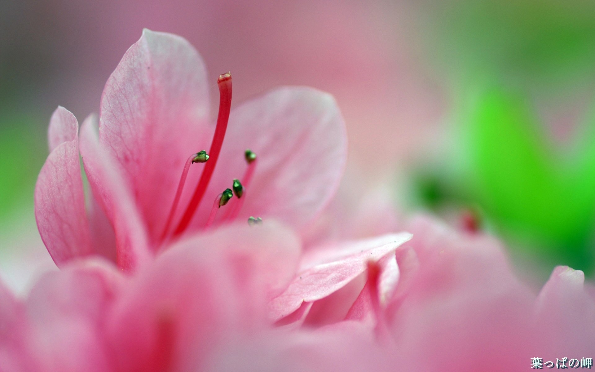 個人花卉攝影高清壁紙 #46 - 1920x1200