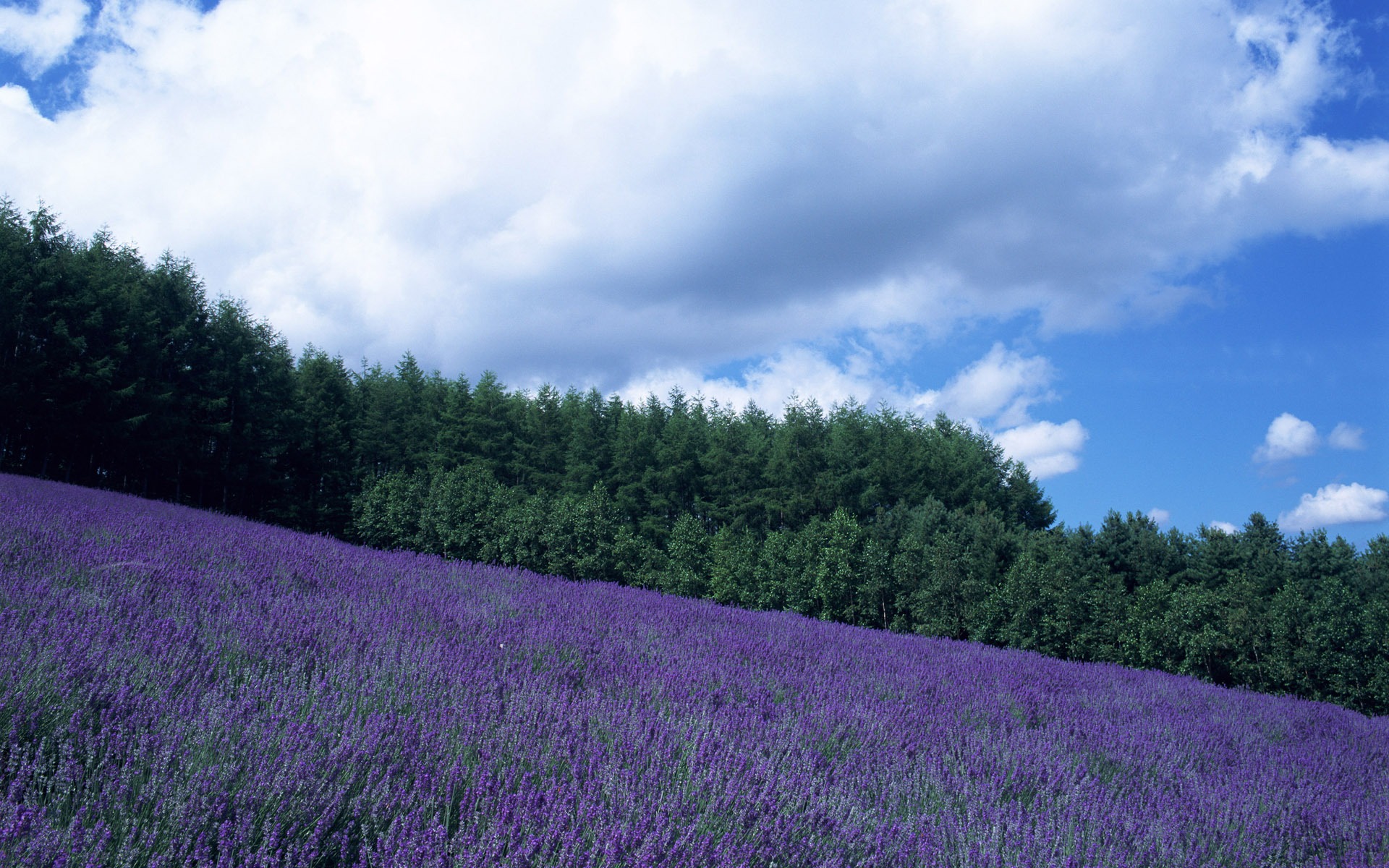 Blauer Himmel, weiße Wolken und Blumen Wallpaper #2 - 1920x1200