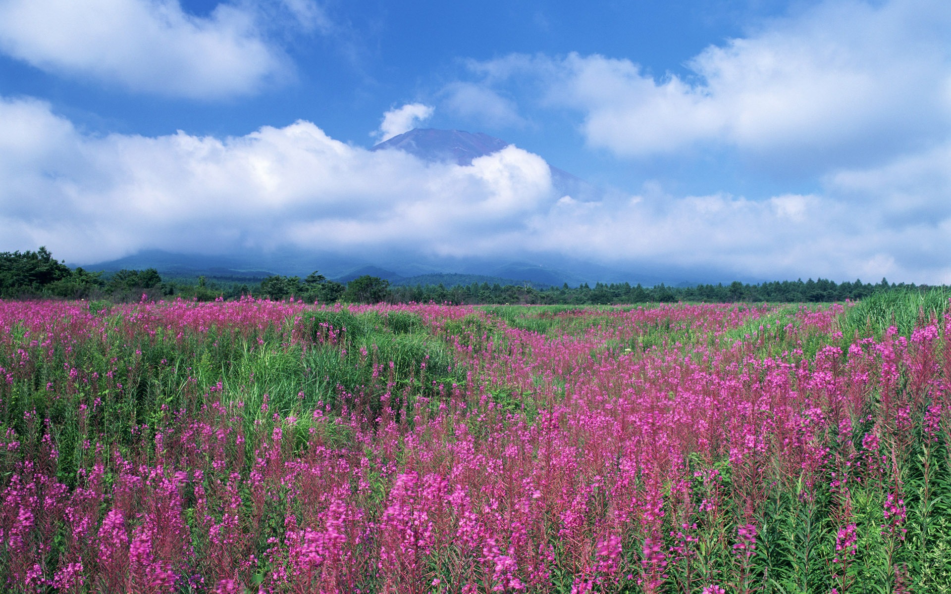 Blauer Himmel, weiße Wolken und Blumen Wallpaper #6 - 1920x1200