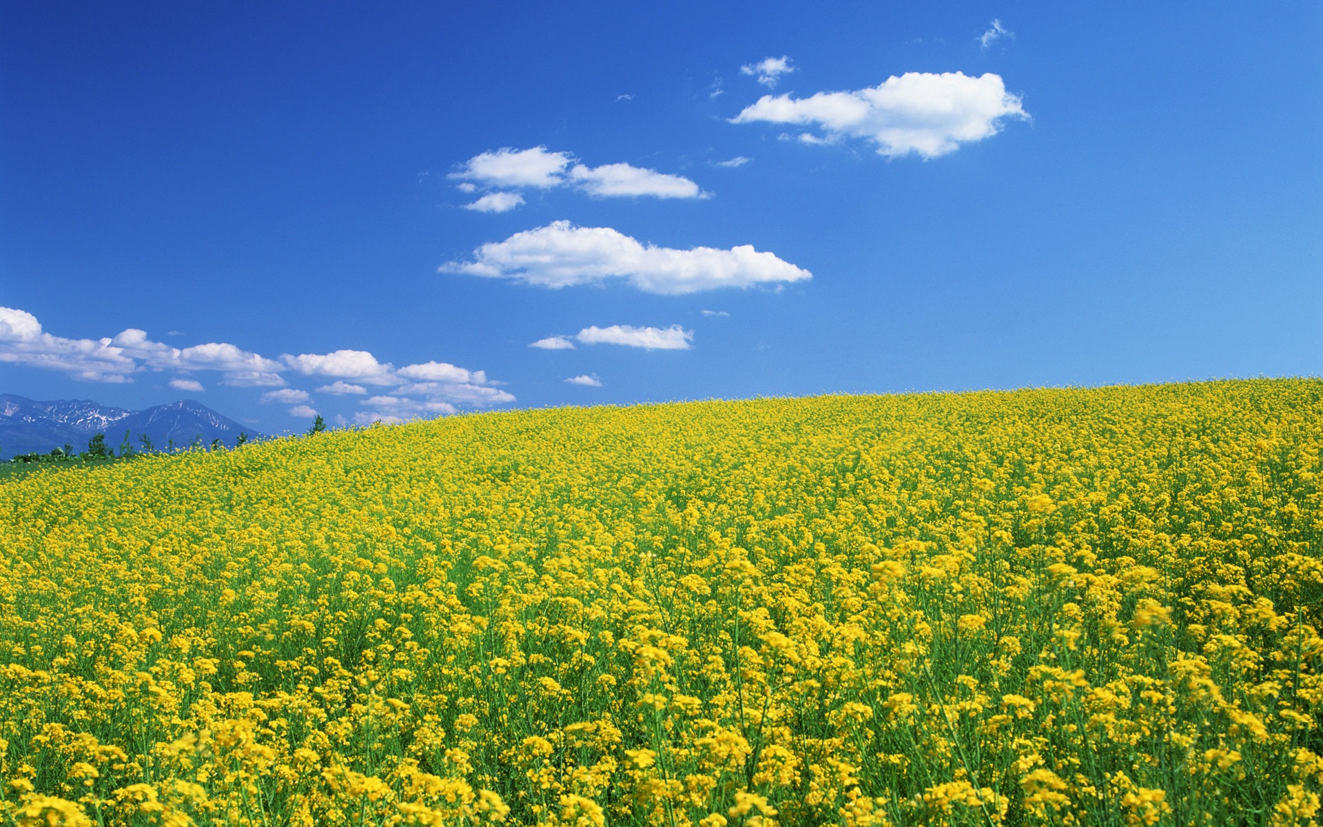 Blauer Himmel, weiße Wolken und Blumen Wallpaper #8 - 1920x1200