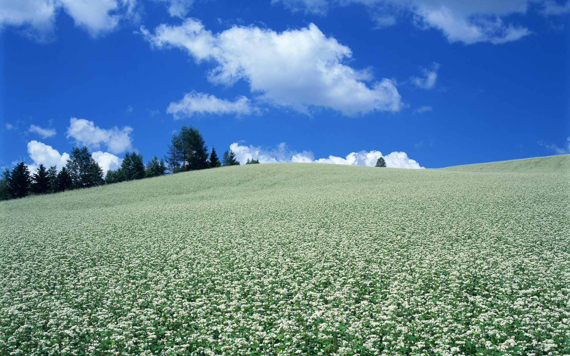 Blauer Himmel, weiße Wolken und Blumen Wallpaper #17 - 1920x1200