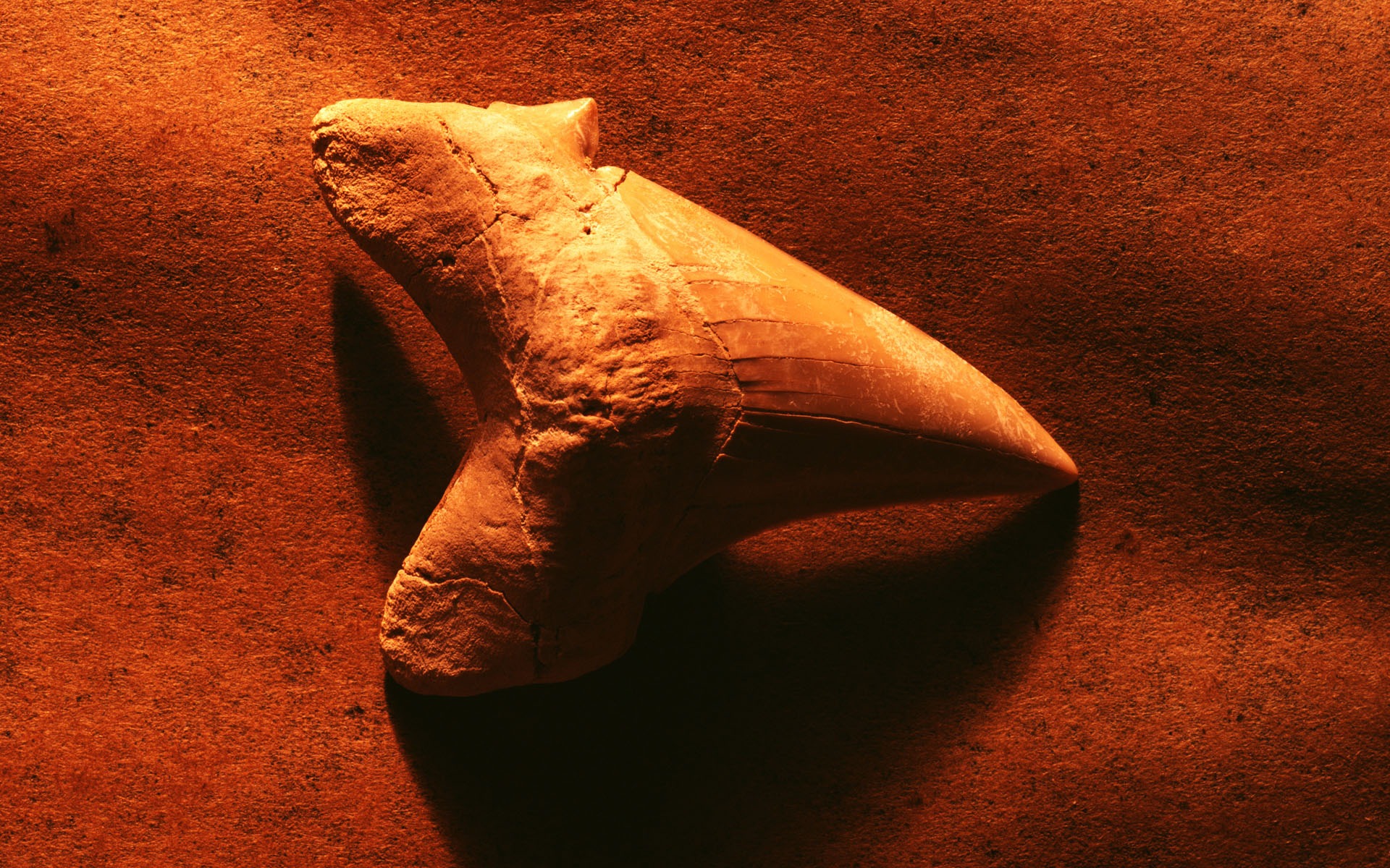 千年生物壁紙專輯(三) #5 - 1920x1200