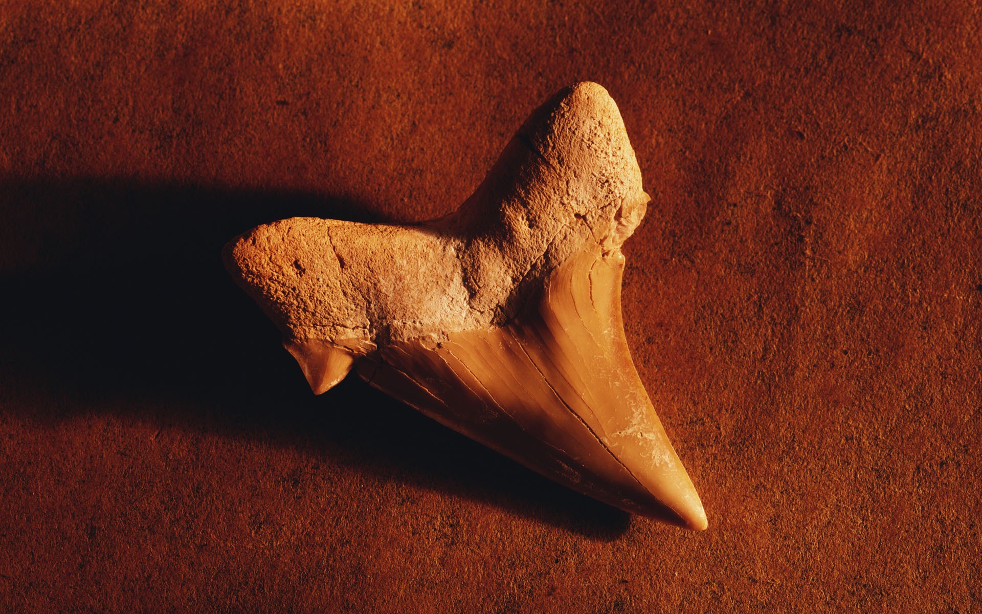 千年生物壁紙專輯(三) #6 - 1920x1200