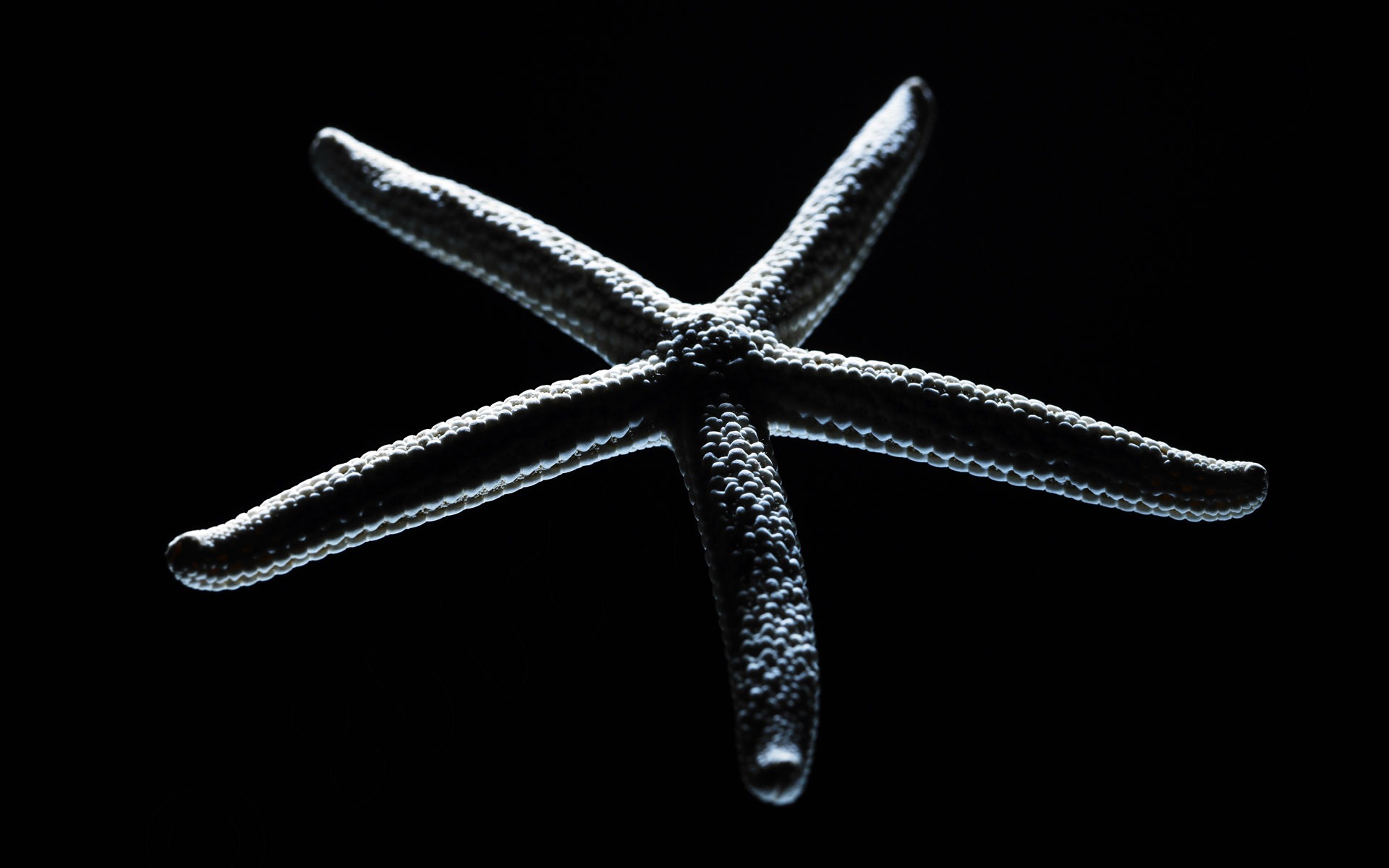 千年生物壁紙專輯(五) #20 - 1920x1200