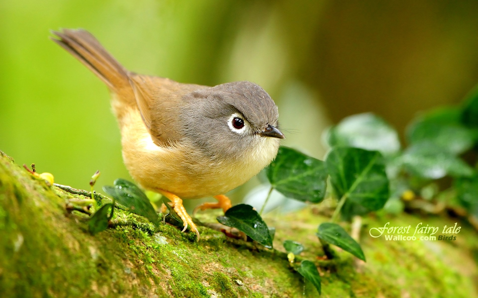 春天裡可愛的小鳥壁紙 #5 - 1920x1200