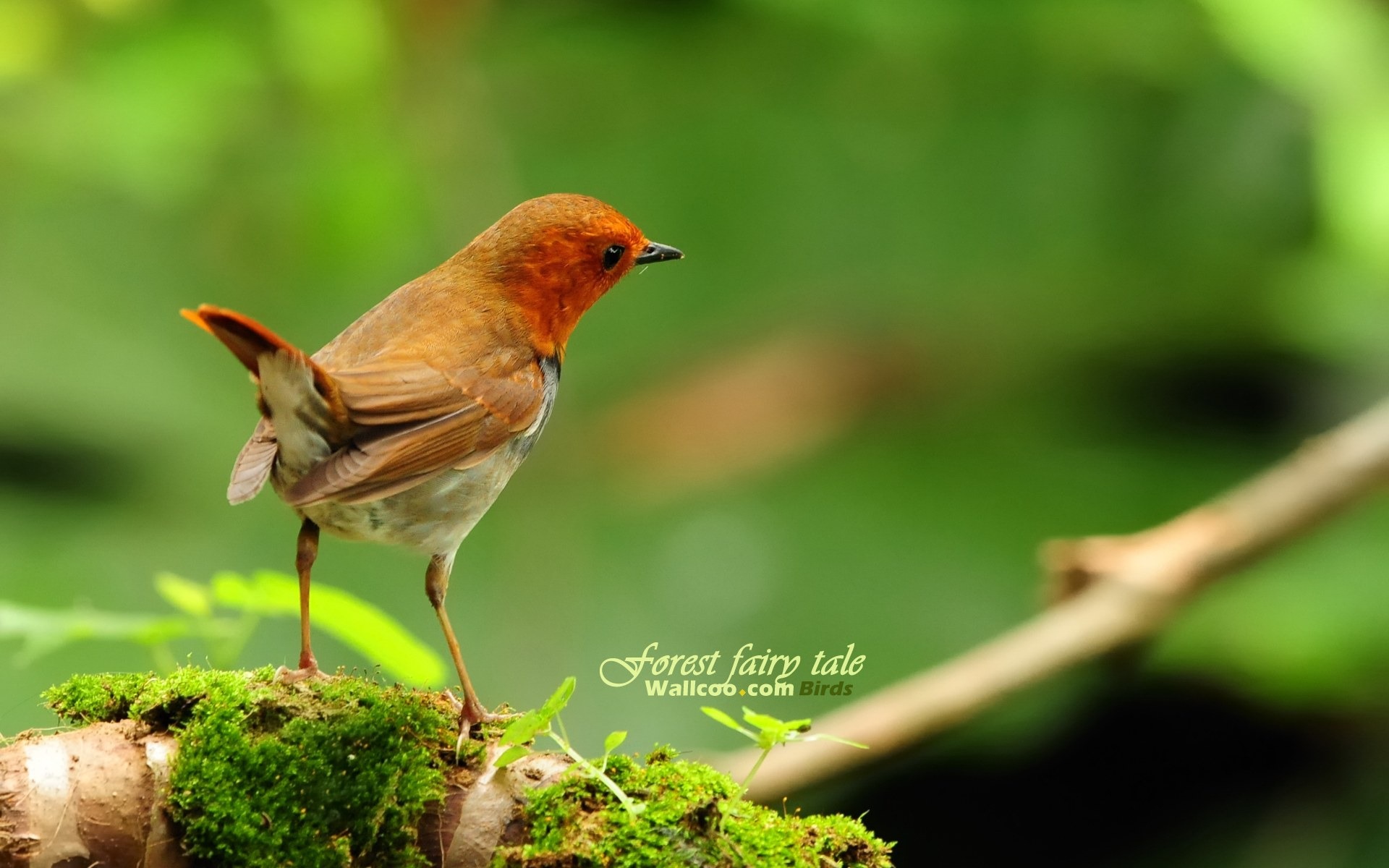 春天裡可愛的小鳥壁紙 #6 - 1920x1200