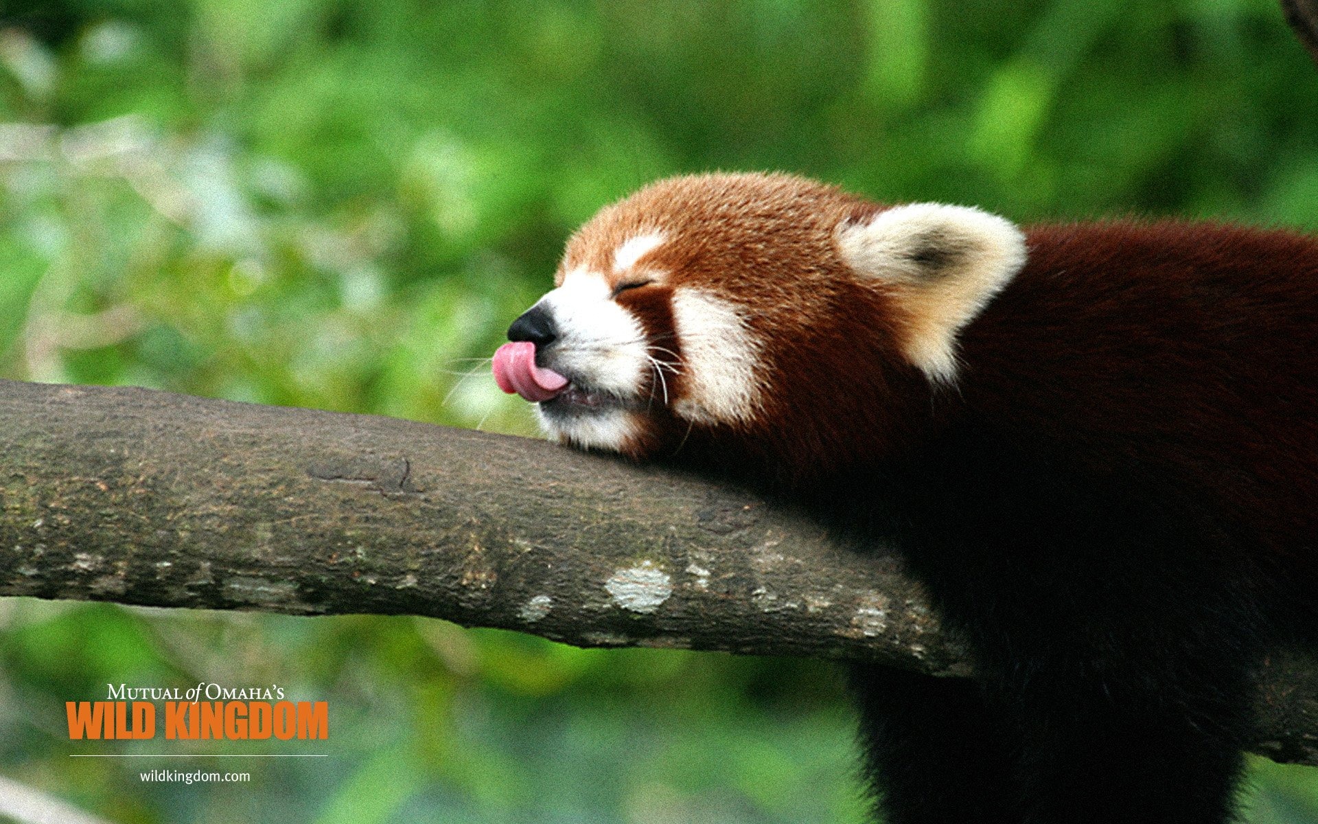 Wild Kingdom 動物壁紙 #1 - 1920x1200
