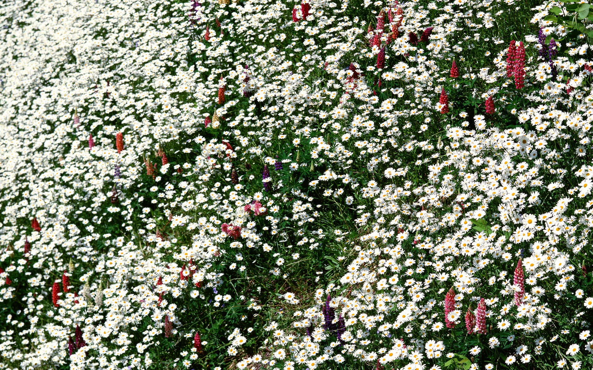 Flores close-up (12) #16 - 1920x1200