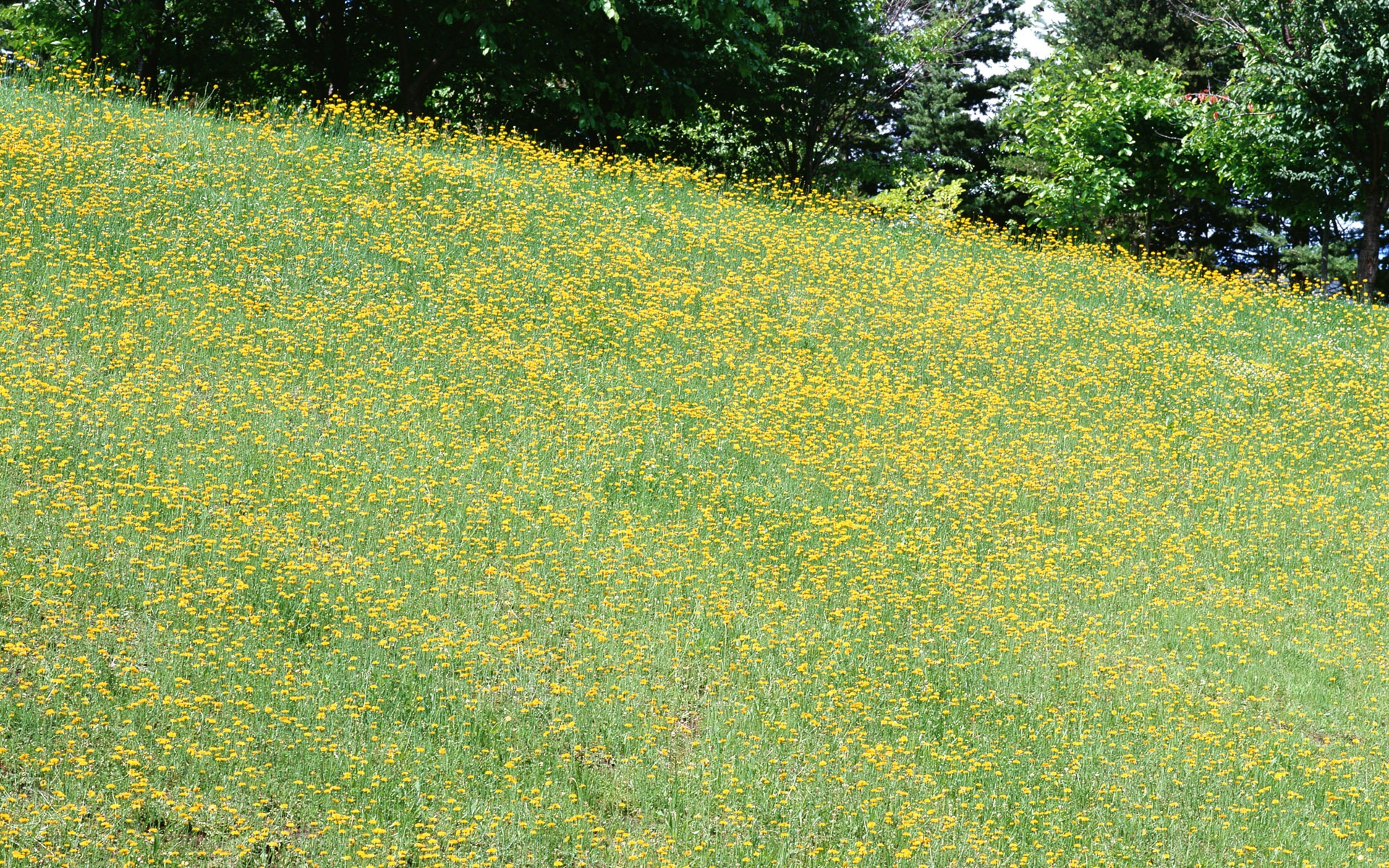 Fleurs en gros plan (16) #12 - 1920x1200