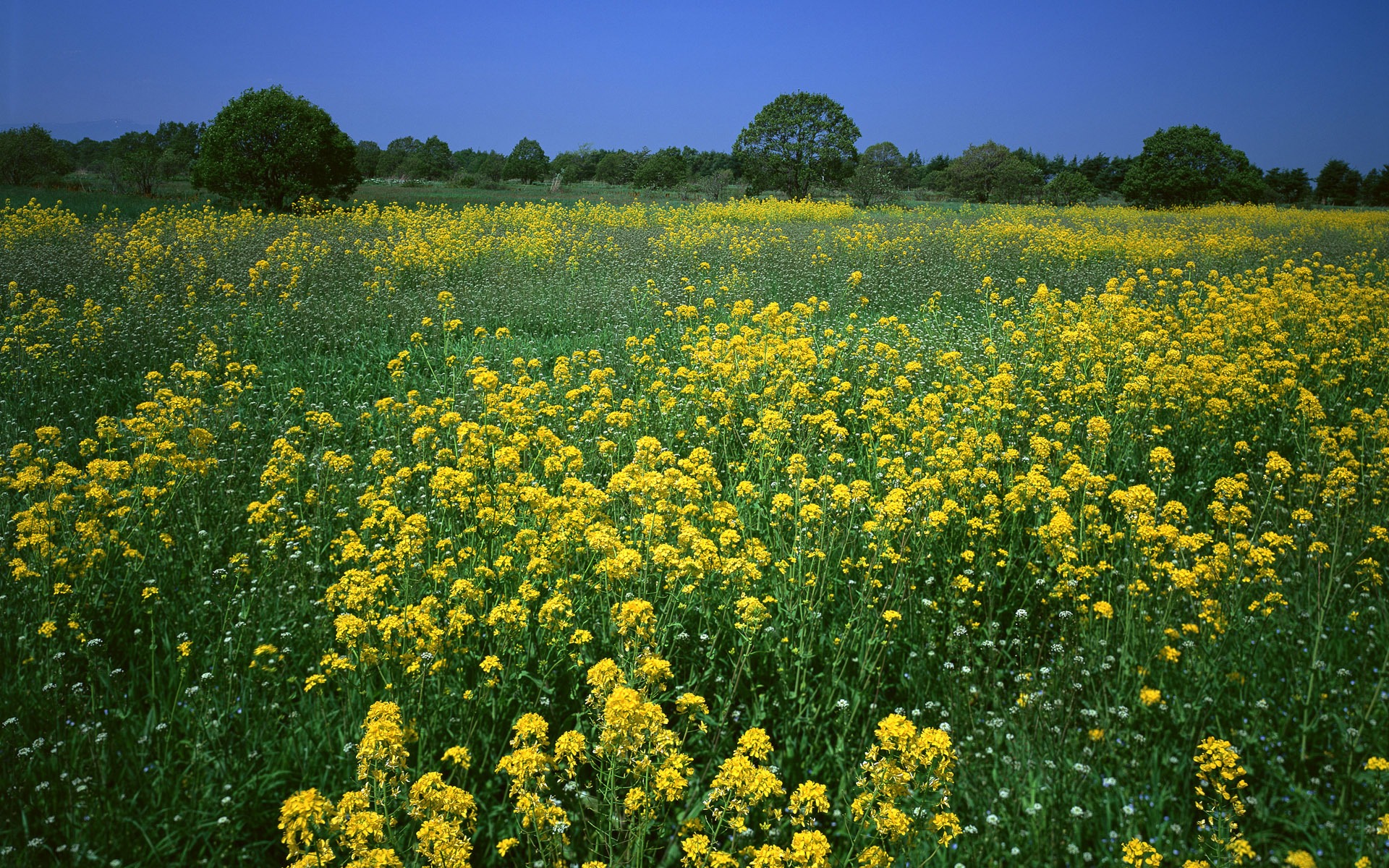 Fleurs en gros plan (16) #16 - 1920x1200