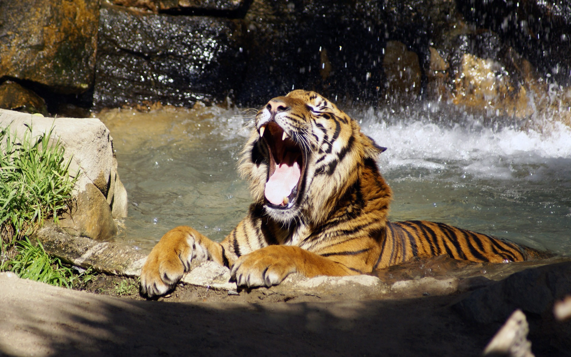 Tiger Photo Wallpaper (5) #9 - 1920x1200