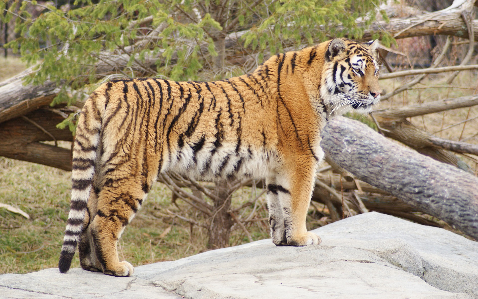 Tiger Photo Wallpaper (5) #15 - 1920x1200