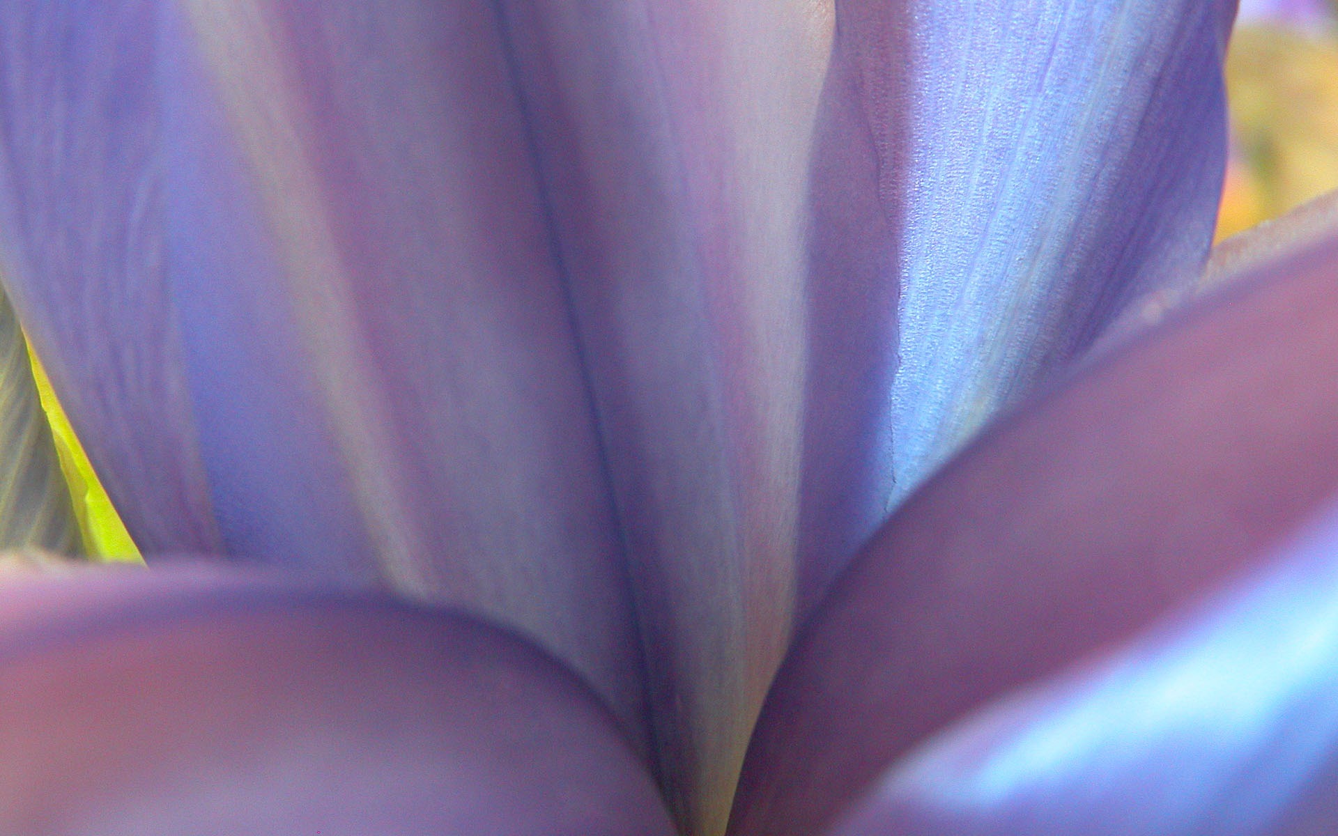 國外攝影 鮮花壁紙 #8 - 1920x1200