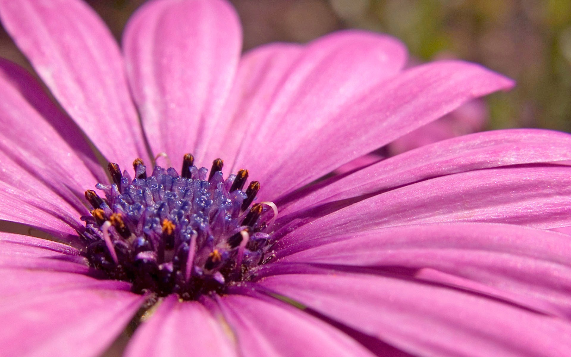 外国人の写真の花の壁紙 #14 - 1920x1200